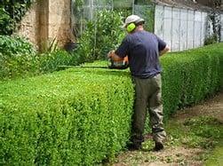 Hedge Trimming