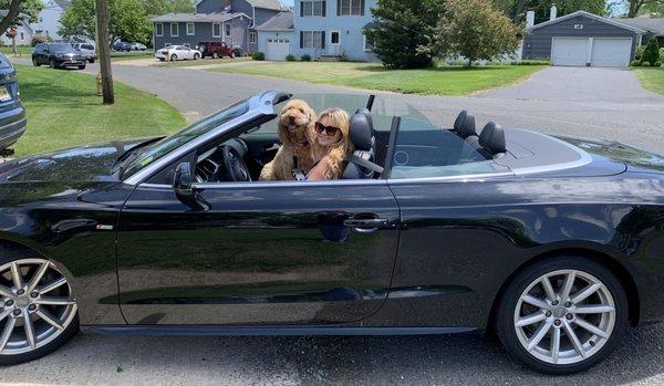 Yes, the dog is wearing a seatbelt.