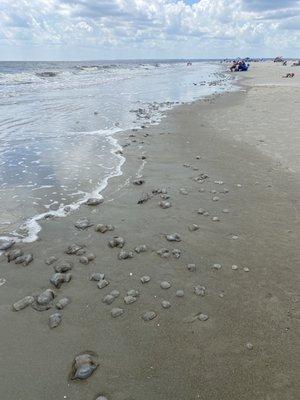 Jellyfish at the waters edge.