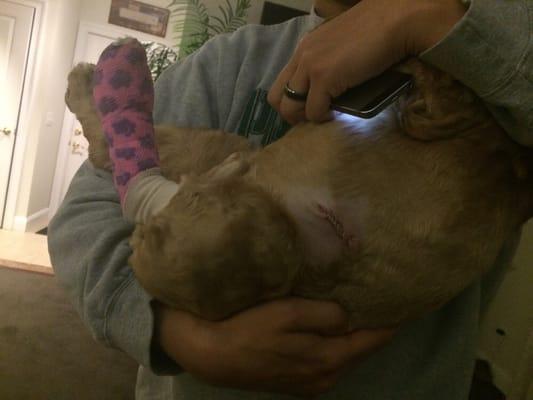 Romeos little doggie cast and staples on his side from the cyst removal