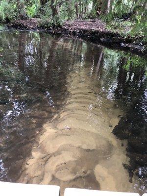 View downstream from our site.