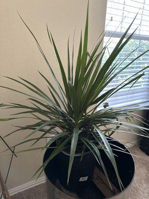 10 inch Dracena