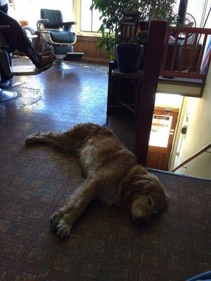 The shop dog. Always happy for pets.