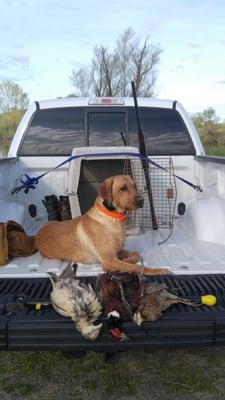 Wild Man Jake is a hunting machine. First 4 of 8 birds on our last day of hunting. Until next year,  and looking forward to many more.