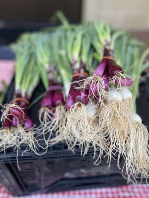 Good Shepherd Farmers Market