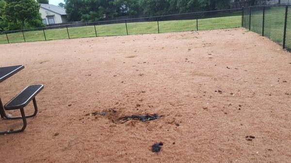 The "dog park" available at hunters chase. Wish staff would actually clean up and maybe spray for fleas, its rather atrocious.