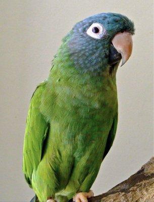 Beaker Blue Crowned Conure