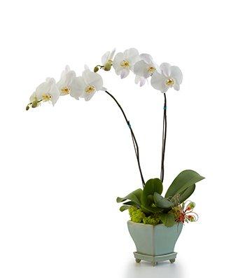 Orchid Plant