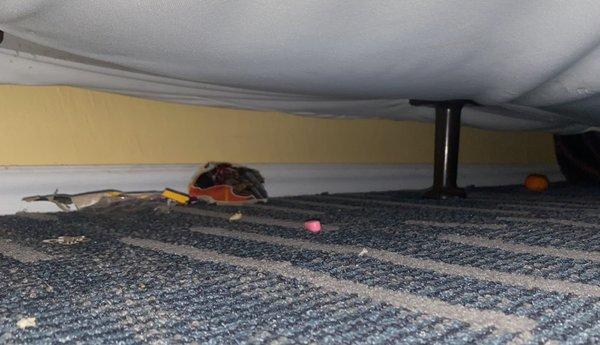 Trash under bed before front desk was informed