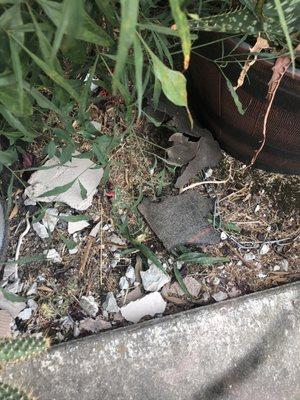 More nails and garbage that apartments are aware of and will not clean up.