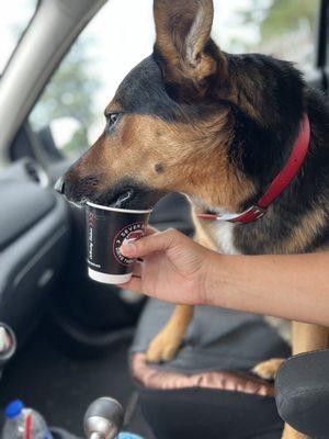 Jack enjoying his pup cup!