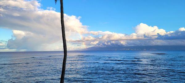 Mornings at Annie's Surf Shack are simply breath taking.  Watch Whales jump during Whale Season, and turtles swim up to the seawall daily.