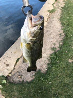 2lb 3oz Largemouth Bass from Balboa