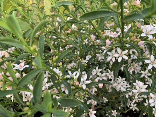 The Long Leaf Wax Flower is aromatic and floriferous!