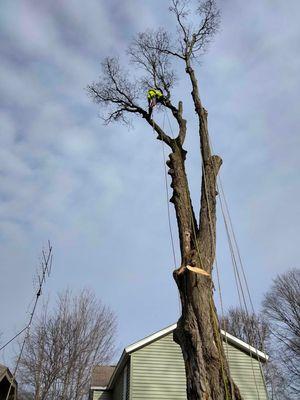 G&R Tree Surgeons