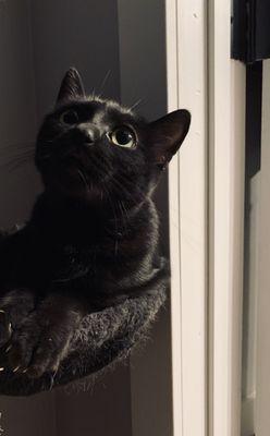 Bagheera