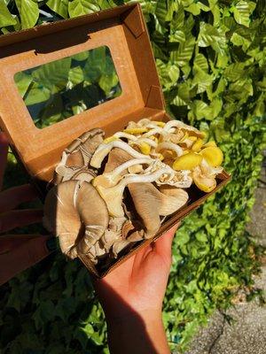 Fresh Oyster Medley Mushrooms.