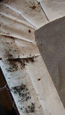 Bed Bug Infestated Mattress