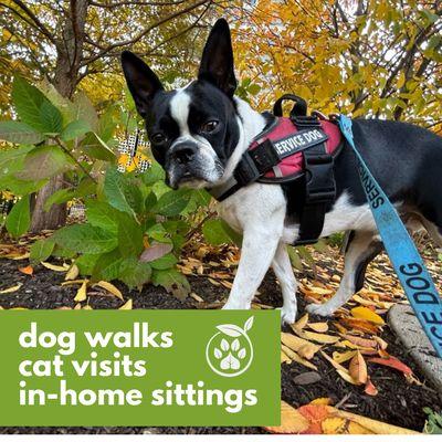 Jerry loves to explore and sniff around when on walks with his Pet Care Specialist!