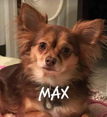 My dog Max was saved from mysterious infection.