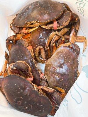 5 Dungeness Crabs $100.00