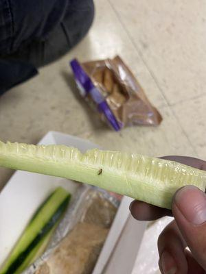 There's a fucking bug on my fucking cucumber