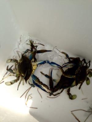 Caught these crabs in a small island area to the right of the pier