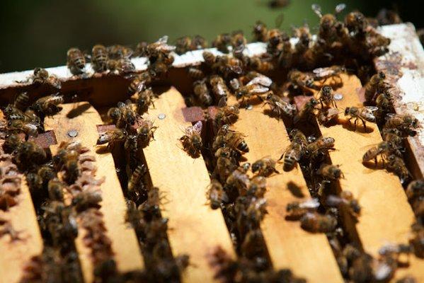 Kailua Bees