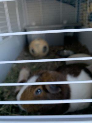 They have the sweetest Guinea pig in the waiting room.