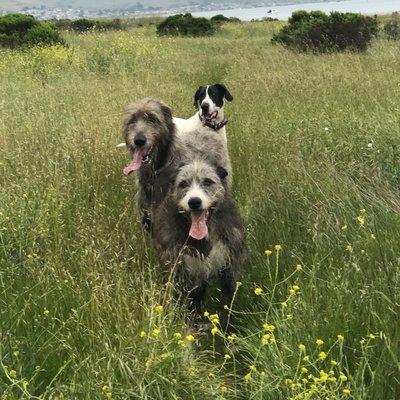 Happy healthy patients of Edna Valley Veterinary Clinic.  Aengus, Archie & Abby.