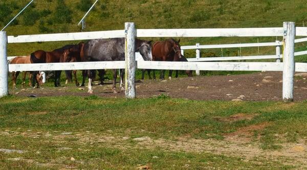 Black Mountain Stables