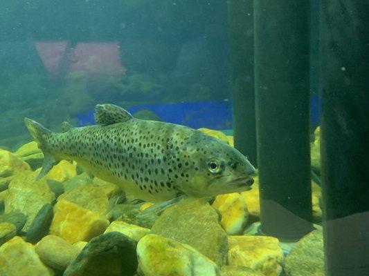 Speckled brown trout