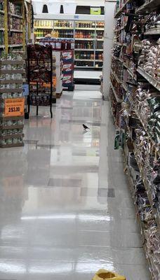 Bird in the aisle