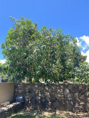 After photo. Prior tree was dense, overhanging onto sidewalk and impeded onto roof of house