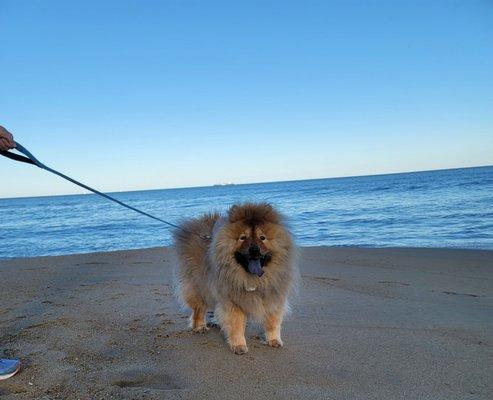 Kona loving spending time on the beach in Virginia Beach, VA.