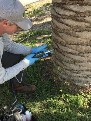 Trees need medicine when they get sick just like us