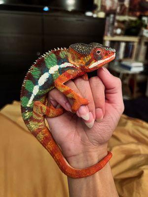 Panther chameleon