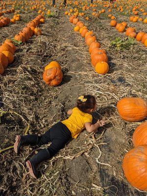 Pumpkin inspector