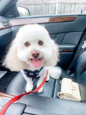 Great haircut for babe the maltipoo!