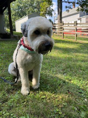 Just groomed Wheaton terrier