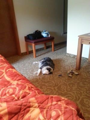 My dog kelly enjoys the cool air cond. Room 404