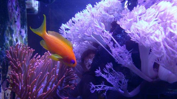 Inside the waiting room fish tank.