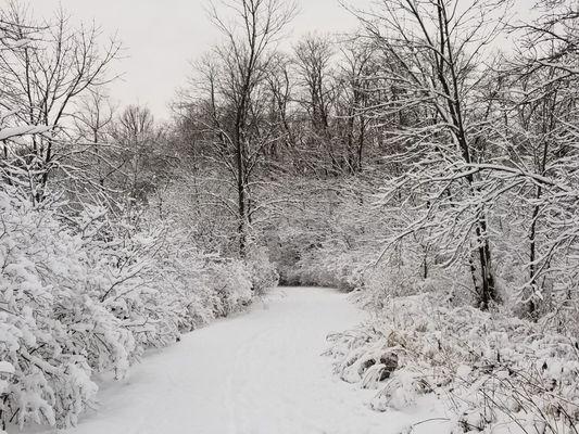 Path in snow