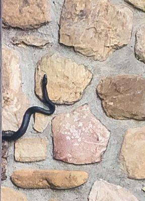 Black Rat snake breeding pair safely removed to welcoming nearby barn.