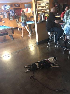 Delilah the bar dog