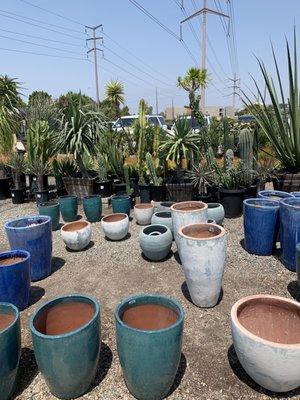 Lots of pots for sale as well and big plants!