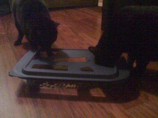 Two kitties eating dinner out of a home-made foraging device.