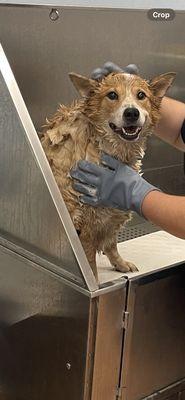 Happy cattle dog!