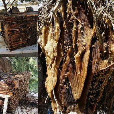 This was a huge massive 7 year old open air colony relocated to an apiary.