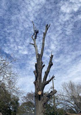 Dangerous removal of a tree that died last year during the 2021 Freeze!